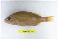 藏品(正笛鯛)的圖片